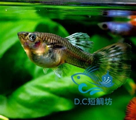 孔雀魚要養幾隻|孔雀魚全攻略